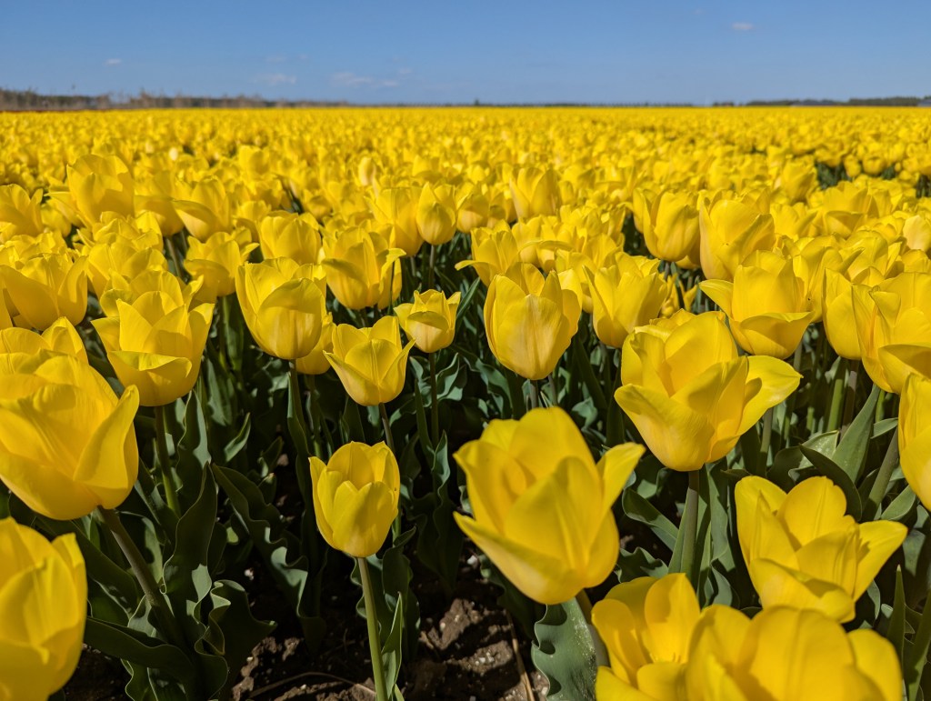 4. Polder Dash: the Netherlands’ manmade and natural&nbsp;wonders