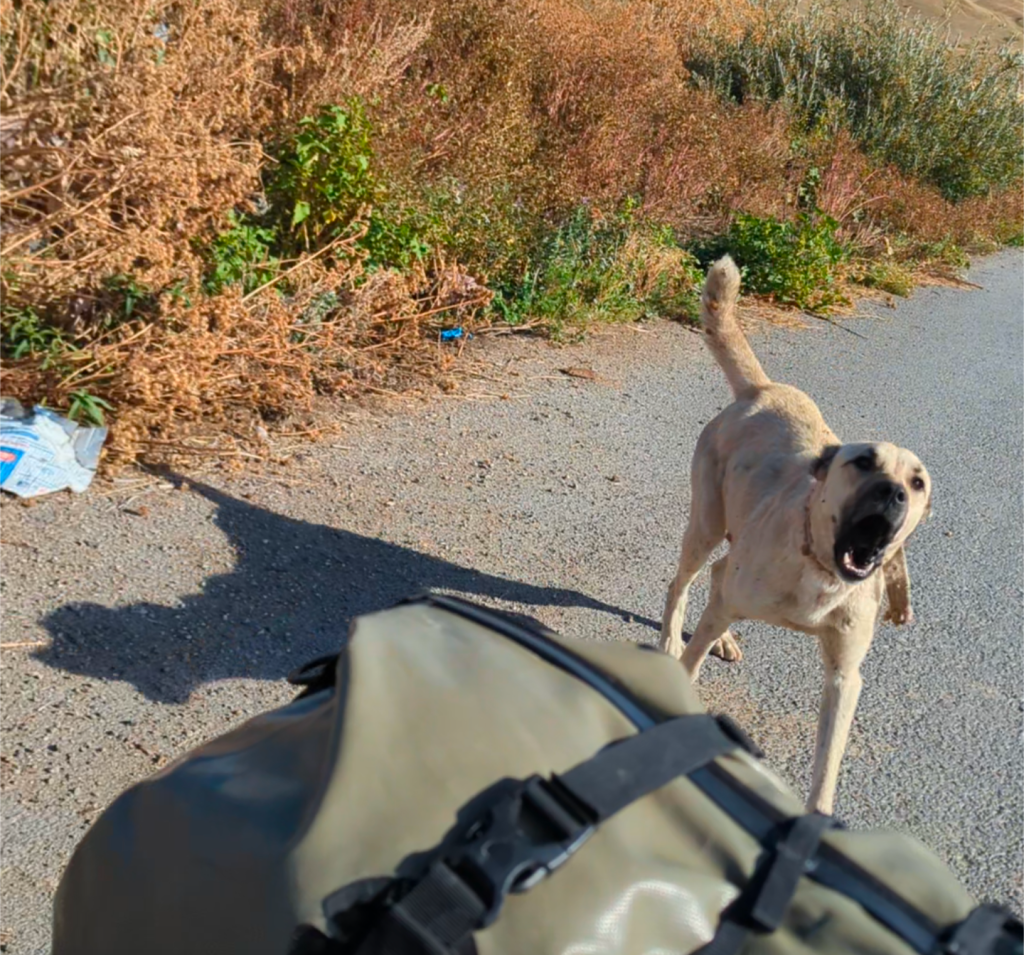 18. Kars vs. Bicycles – getting acquainted with Turkey and its legendary shepherd&nbsp;dogs